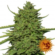 Amnesia Lemon - Barney's Farm